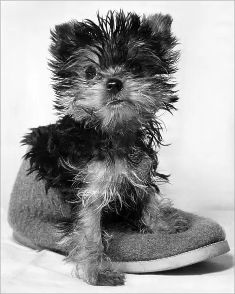 Animals: Dogs: Daisy Belle, Betty TayIs miniature Yorkshire terrier