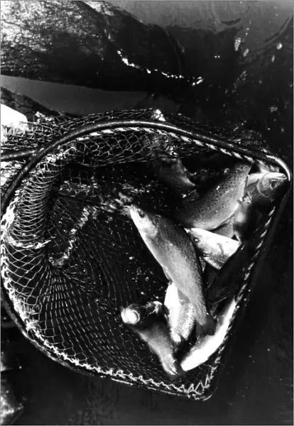A netful of trout from a fish farm 01  /  07  /  79 circa