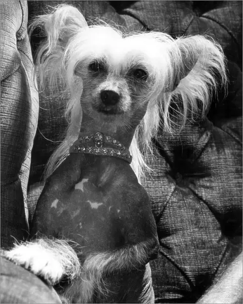 A Chinese crested dog shows off her diamond collar. October 1976 P000348