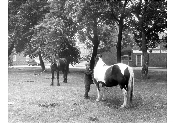 Gypsy horses on Newcastles Nuns Moor in June 1989