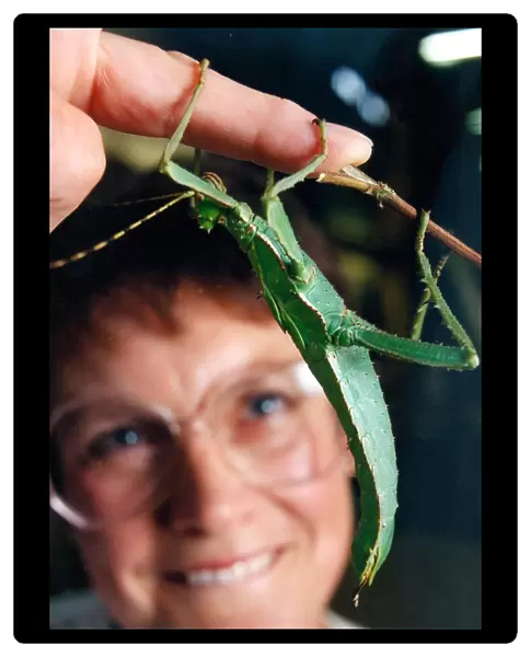 Noreen Wright with a Malaysian Jungle Nymph at a Creepy Crawley Exhibition in August 1995