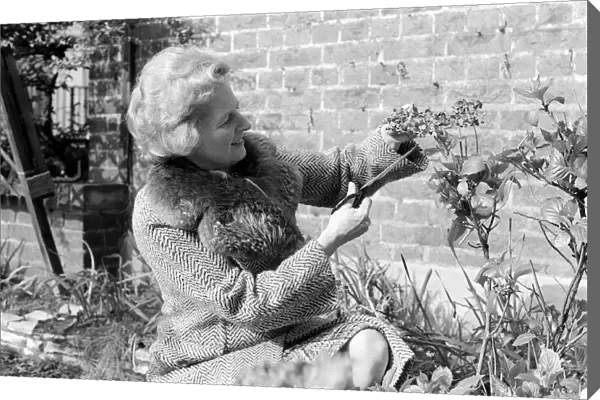 Margaret Thatcher, February 1975, working in the Front garden of her London Home