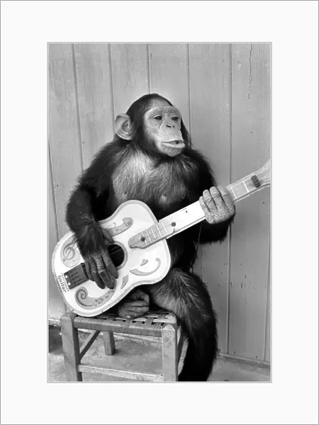 Animal: Humour: Playing: Monkey with Guitar. May 1974 74-3403a