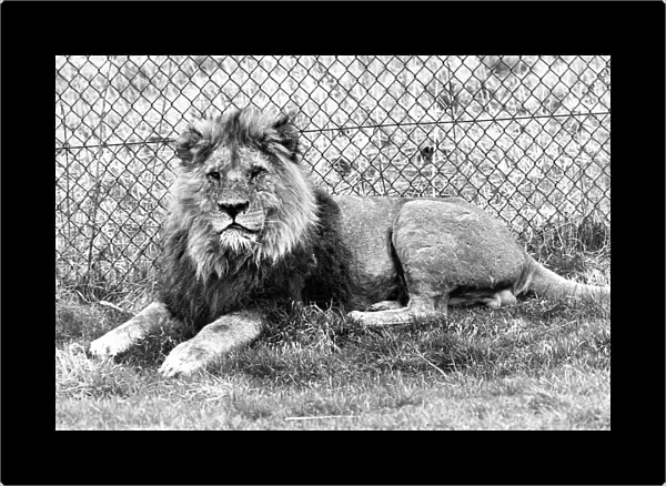 One of the large male lions at Lambton Pleasure Park in April 1978