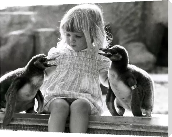 Kirsten Ogilvie in charge of two baby penguins- September 1981 The