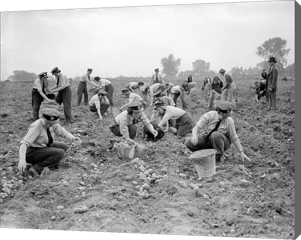 Women Gathering Potatoes in Field - 1941 Women doing mens jobs during the war