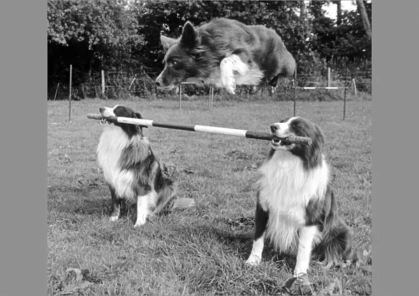 Whizz the border collie leaps over the bar held by his pals at Rugby Dog Training Centre