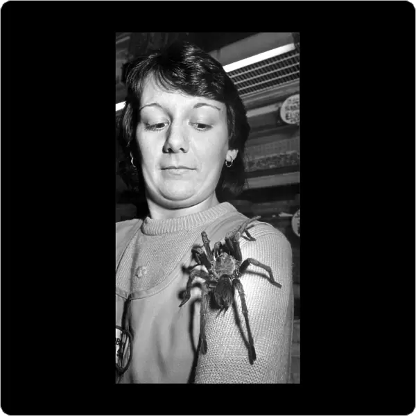 Tina Edwards watches a Haitian tarantula approach her face. 12th January 1988