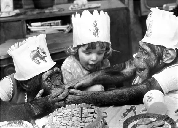 Chimpanzees Rosie (left) and Bugsey squabble over a piece of cake which Tracy had just