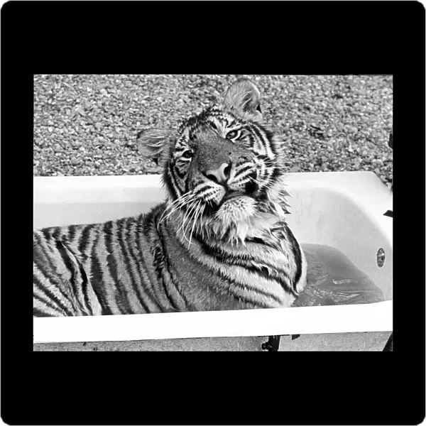 A tiger takes a bath at Guilsborough Grange Wildlife Park, Warwickshire