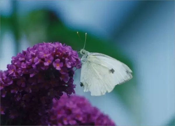 Cabbage White butterfly on a buddlea bush. 4th August 1992