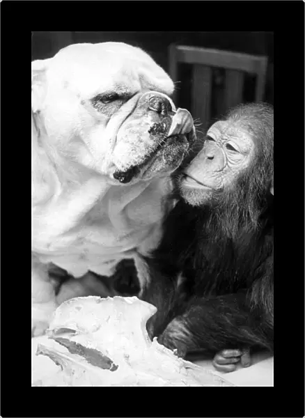 Sparky the chimp snuggles up beside Sue the bulldog at Southam zoo, Warwickshire
