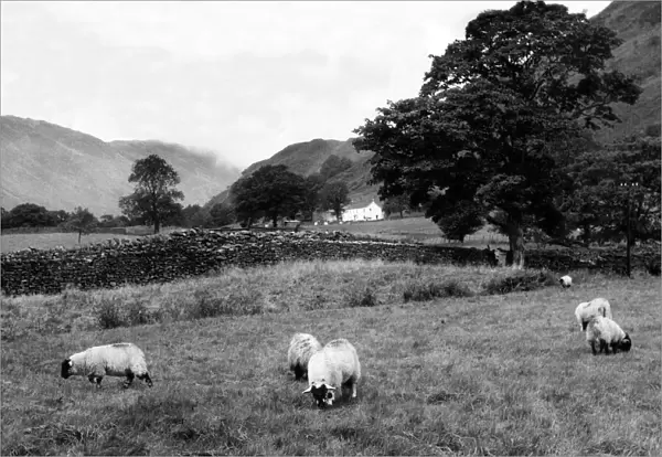 Lake District - sheep grazing in the field the foot of Kirkstone Pass
