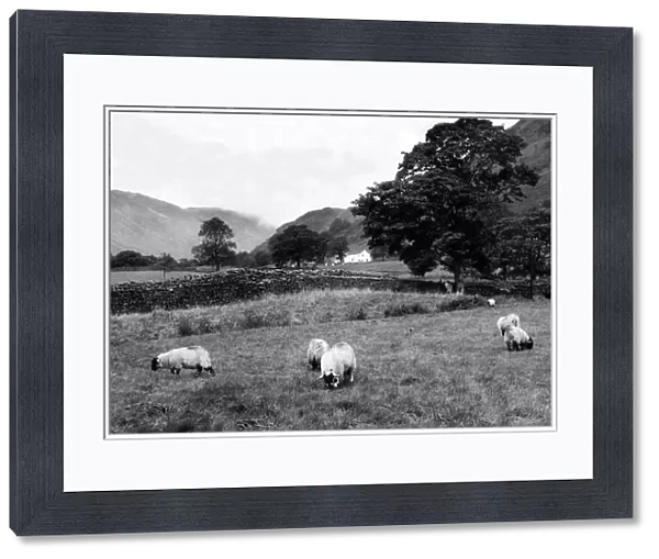 Lake District - sheep grazing in the field the foot of Kirkstone Pass