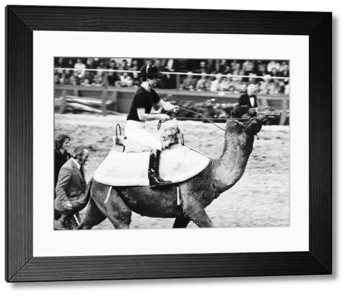 Framed Print : Prince Charles Rides a Camel Print, London Olympia 1981 Framed Print : Prince Charles Rides a Camel Print, London Olympia 1981