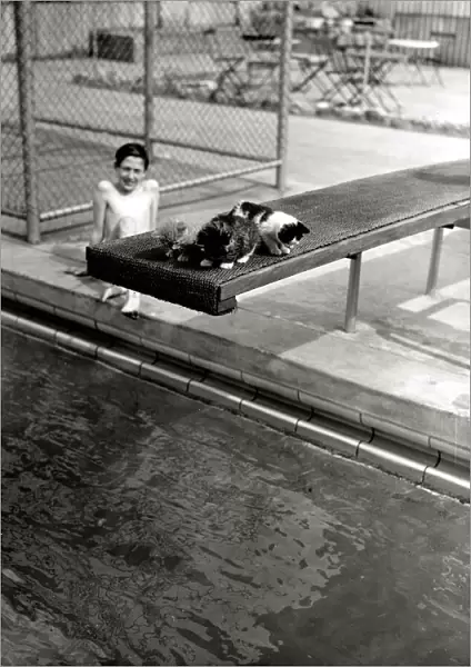 A Kitten sleeping on a diving board at Oasis swimming pool on diving board May 1951