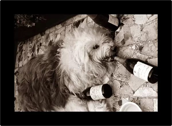 Overdoing it - this old english sheepdog hits the bottle hard