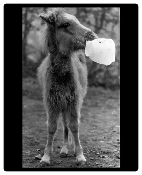 Lucky the foal plays with his favourite toy, a plastic jug