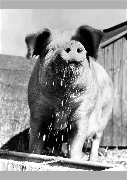 A pig with a wet nose after routing about its feeding tray March 1973