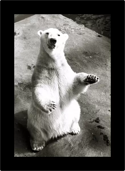 Animals - Bears Polar Bear Polar Bear at London Zoo - standing on hind legs