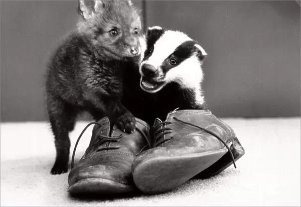 Spitfire the fox and Biddy the badger playing together with a pair of old shoes at