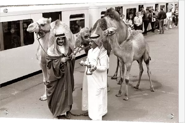 Camels at Olympia Station - August 1986 with Arab handlers