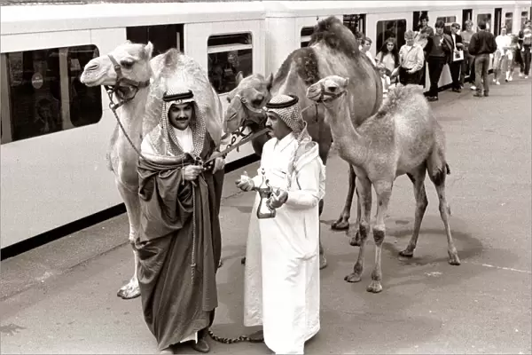 Camels at Olympia Station - August 1986 with Arab handlers