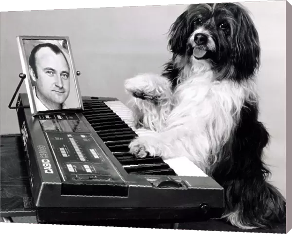 Pippin the dog playing the keyboard with a picture of Phil Collins for inspiration