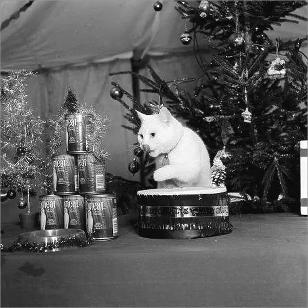 Arthur the cat well known for his TV commercial under the Christmas Tree