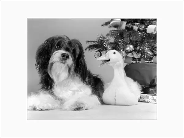 Pippin the mongrel dog and Florence the duck sitting under a Christmas tree