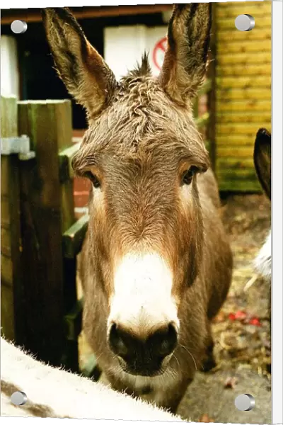Donkeys at the Elisabeth Svendsen Trust in Sutton Park