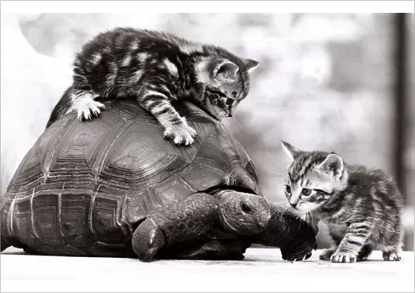 Two young kittens playing with a slow moving giant tortoise 1983 A©