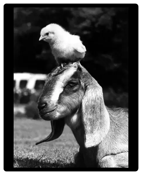Animal Friends - Goat and Chick Silly Billy a long-eared Nubian goat at