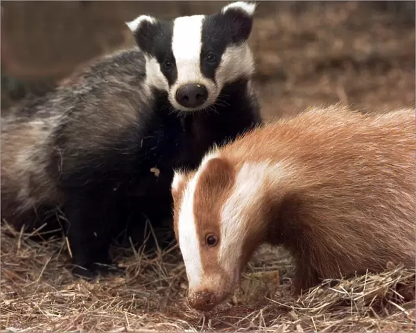 Eric the red badger cub with his play pate Erica, a traditional coloured cub at the Vale