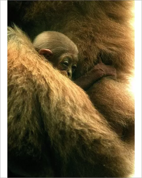 Three week old baby Gibbon called Lar seen here at Drayton Manor Zoo