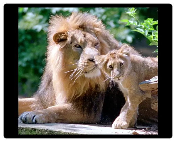 Two generations of Lions seen here in the big cat enclosure at Woburn Abbey June