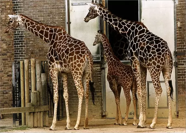 Three Giraffes in zoo enclosure two adults and one juvenile March 1993