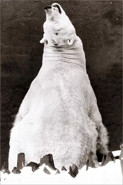 Polar Bear sitting out in the snow - January 1982 London Zoo