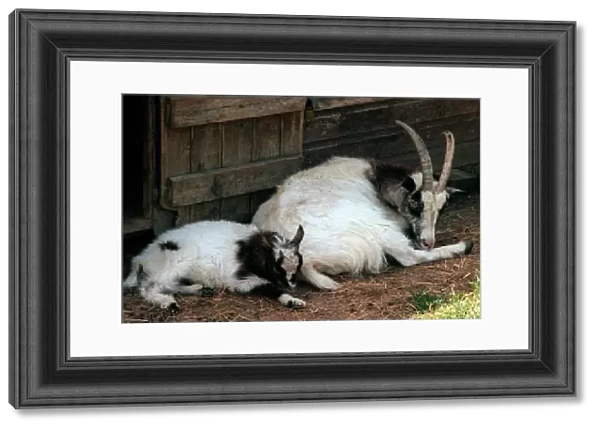 Bagot Goat and Kid Aldenham Country Park July 1996