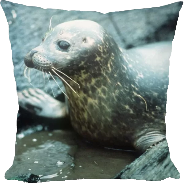 Seal - May 1991
