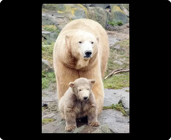 Polar bear with cub March 1992