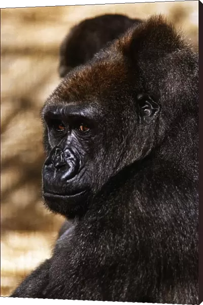 Gorilla looking sad circa 1994