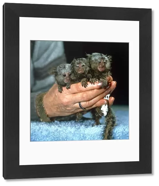 Baby Marmoset Triplets in womans hands Microchip