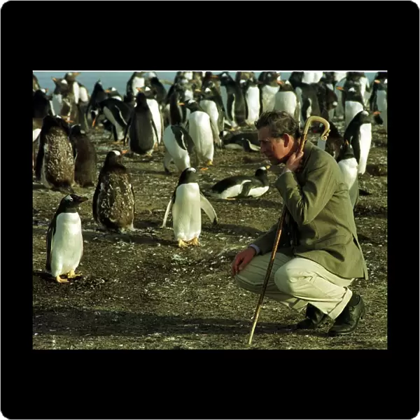 Prince Charles kneels on Seal Island in March 1999 in the Falklands with