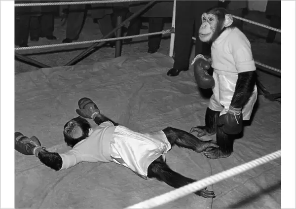 The boxing chimps at Bertram Mills Circus