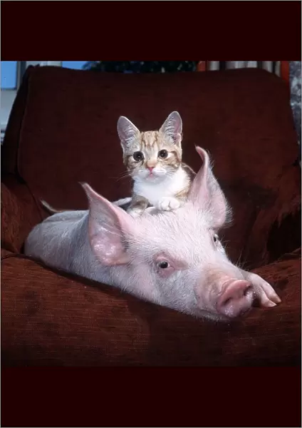 Pinky the Pig - October 1984 with kitten