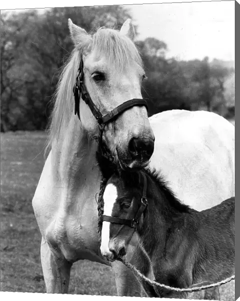 Animal Horses May 1984