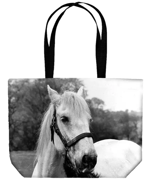 Animal Horses May 1984