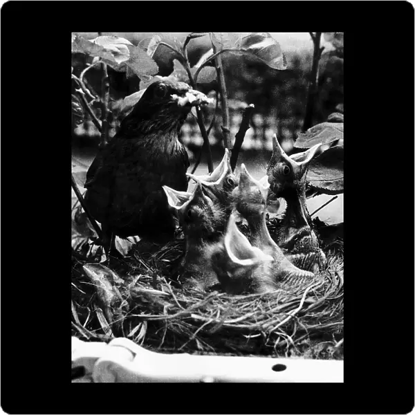 Blackbird feeding young in nest in Glasgow 1963