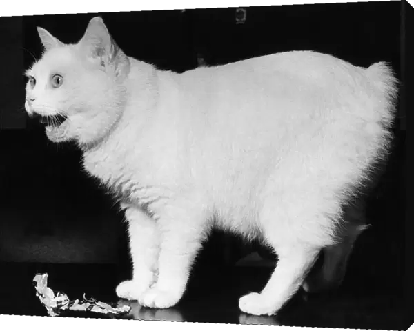 Brumas, the Manx cat - full name Champion Noend White Brumas - a prolific prize winner